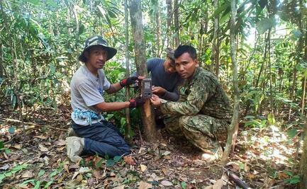 Así es el ciervo gigante descubierto en Camboya, una especie rara en peligro de extinción