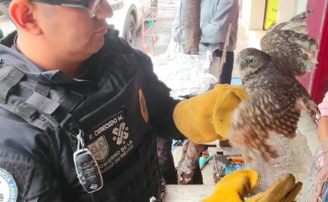 Rescatan a búho enano que no podía volar en Benito Juárez. | Foto: Especial.