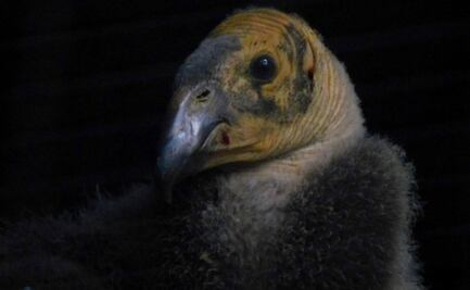 ¡Chapultepec tiene nuevo inquilino! Nace polluelo de cóndor de California; la especie estuvo al borde de la extinción