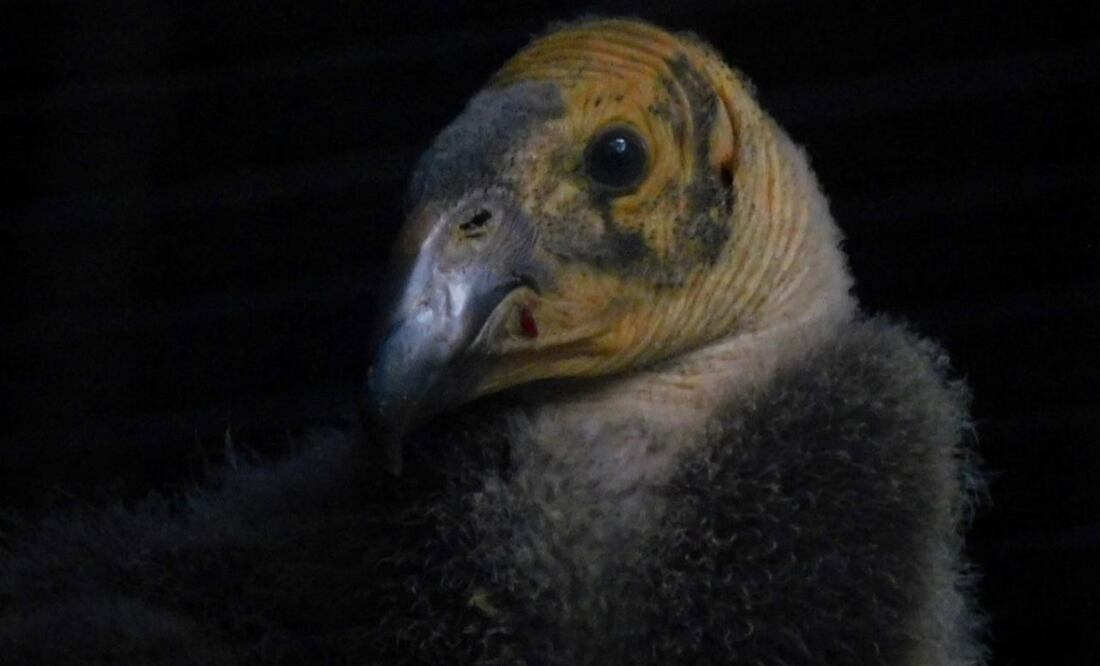 Nace un nuevo polluelo de cóndor de California. Foto: Especial.