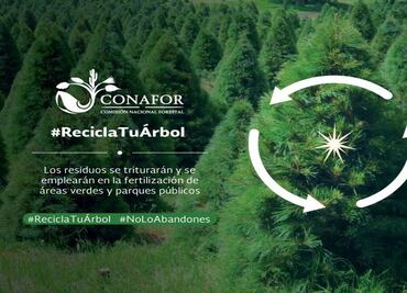 Inicia reciclaje de árboles de navidad