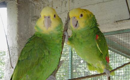 Al menos 95% de aves endémicas en México están en peligro de extinción: PAN 