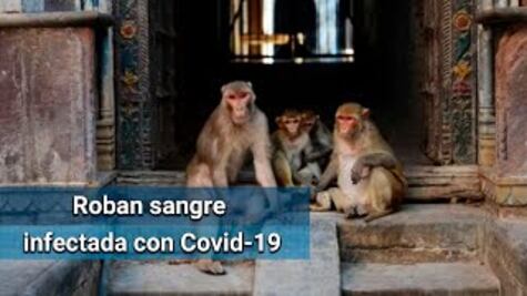 Monos roban muestras de sangre para Covid-19 en la India
