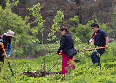 FOTOS: Reverdece Cerro de la Estrella; plantan 16 mil árboles y plantas de especies nativas