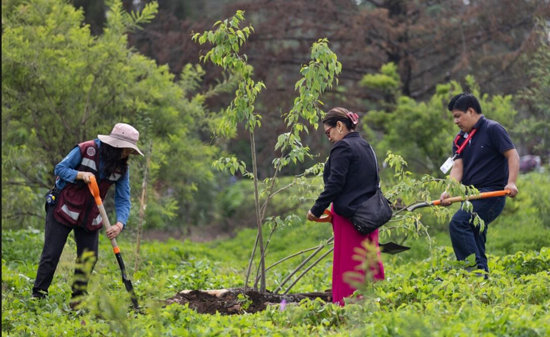 Inician reforestación del Cerro de la Estrella en la alcaldía Iztapalapa, Ciudad de México, el 10 de julio de 2025. Foto: Hugo Salvador/EL UNIVERSAL