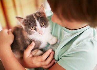 ¿Cuáles son los mejores tratamientos para curar un glaucoma de un gato, según experta?