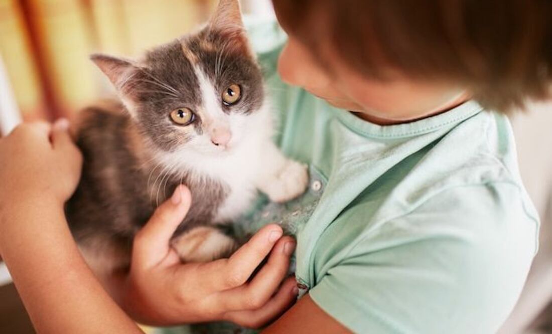 El glaucoma se define como un grupo de enfermedades caracterizadas por la degeneración de las células ganglionares de la retina y del nervio óptico, provocando ceguera y cataratas.
Foto: Producción El Universal