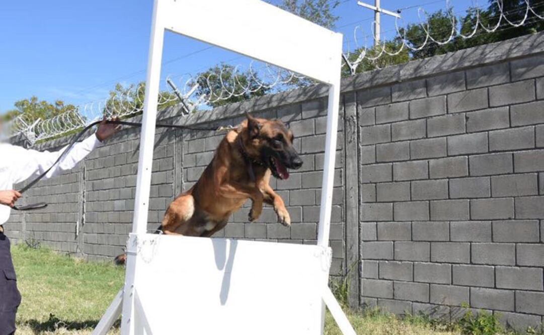 Estos agentes caninos se integran a otros cuatro que ayudan en labores de seguridad.(FOTO: Especial)