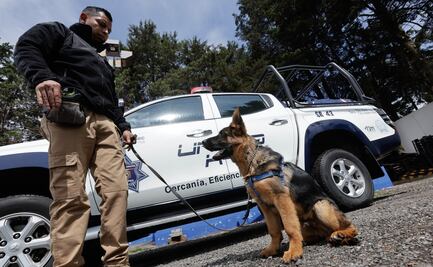 Conoce a Hércules, el nuevo integrante de la unidad canina K9 en Metepec