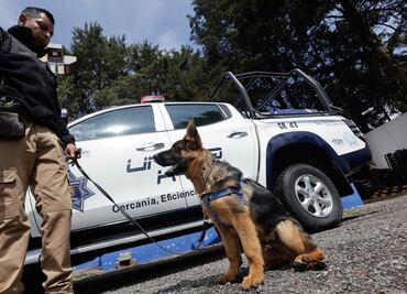 Conoce a Hércules, el nuevo integrante de la unidad canina K9 en Metepec