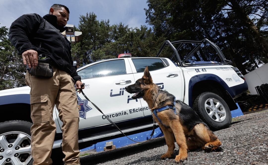 Hércules es un perro de raza pastor alemán, fue una donación que hizo un ciudadano del Pueblo Mágico de Metepec. Foto: Jorge Alvarado / EL UNIVERSAL