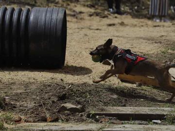 FOTOS: Se gradúan 20 perritos entrenados para búsqueda y rescate en la alcaldía Tlalpan
