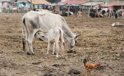 Alertan de crisis alimentaria en Centroamérica