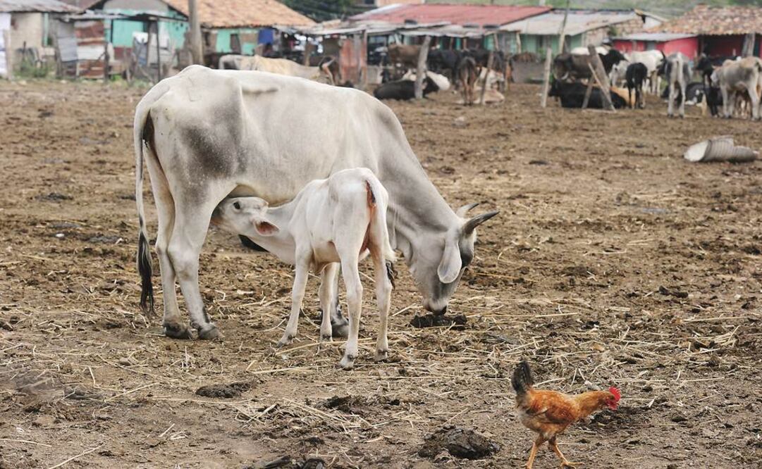 Alertan de crisis alimentaria en Centroamérica