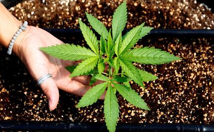 Mancera y Mónica Fernández presentan iniciativa sobre uso de marihuana