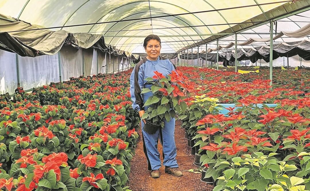 Además de plantas medicinales, la producción de Ana Laura Miranda incluye cempasúchil y nochebuena para esta época del año. Foto: Karla Rodríguez