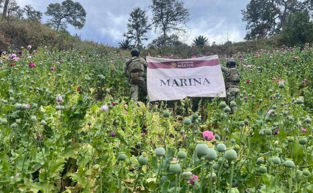 La Secretaría de Marina localizó y erradico 34 plantíos de amapola en el poblado Chuparrosa del municipio Del Nayar, Nayarit. Foto: Especial