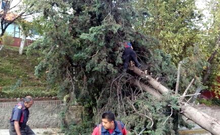 Reportan 70 árboles caídos en Naucalpan