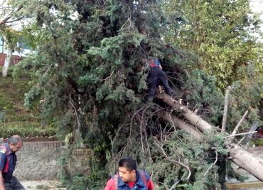 Reportan 70 árboles caídos en Naucalpan