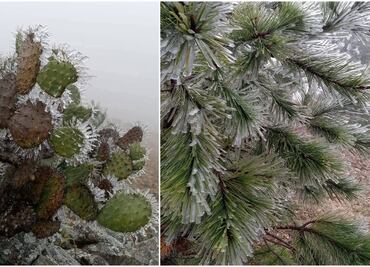 Tormenta invernal deja hermosas postales en San Luis Potosí; municipios prevén temperaturas de hasta -2 grados