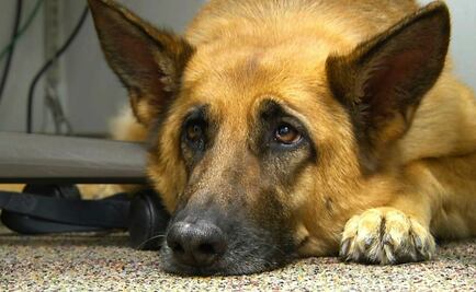 ¿Qué hay detrás de la mirada de cachorro triste?
