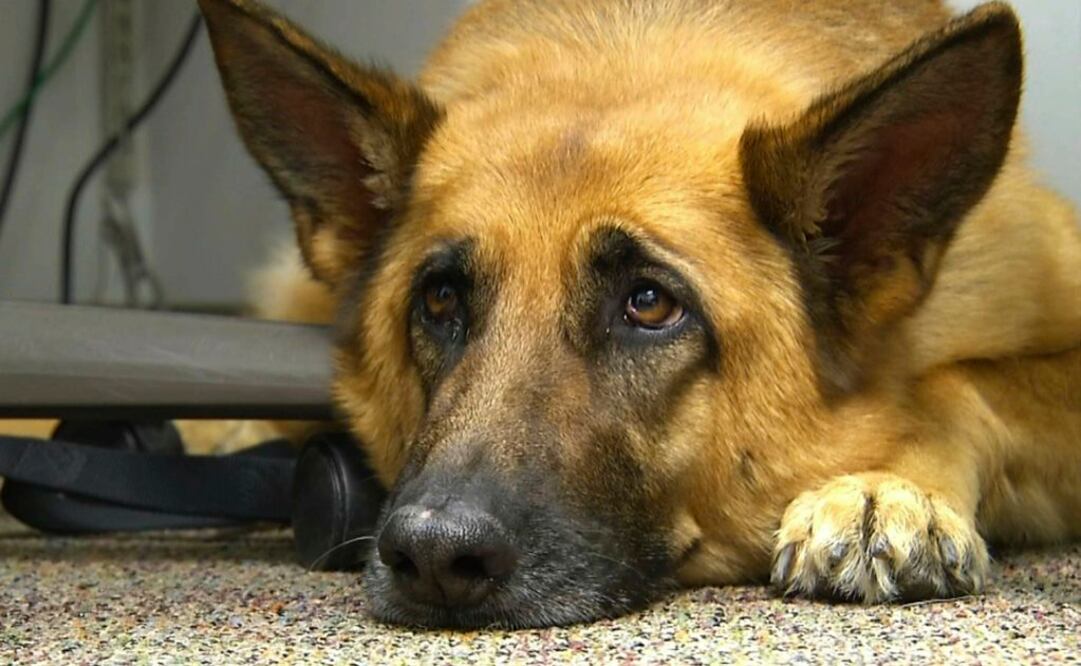 Lexy, un perro terapéutico en Fort Bragg, Carolina del Norte (Foto: AP)