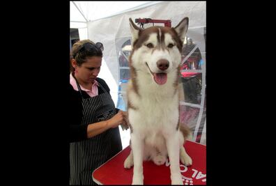 Vacunarán a perros y gatos en la Venustiano Carranza