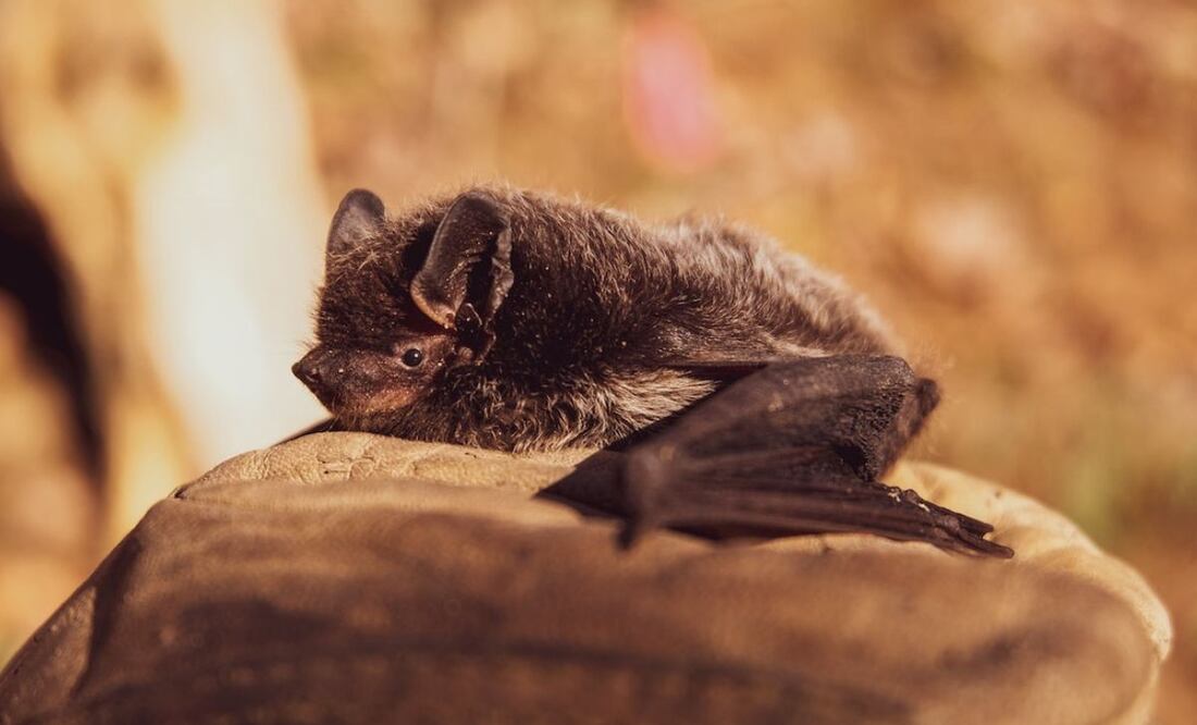 Murciélago. Fuente: Pexels