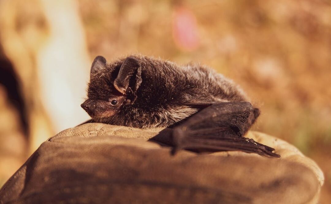 Murciélago. Fuente: Pexels
