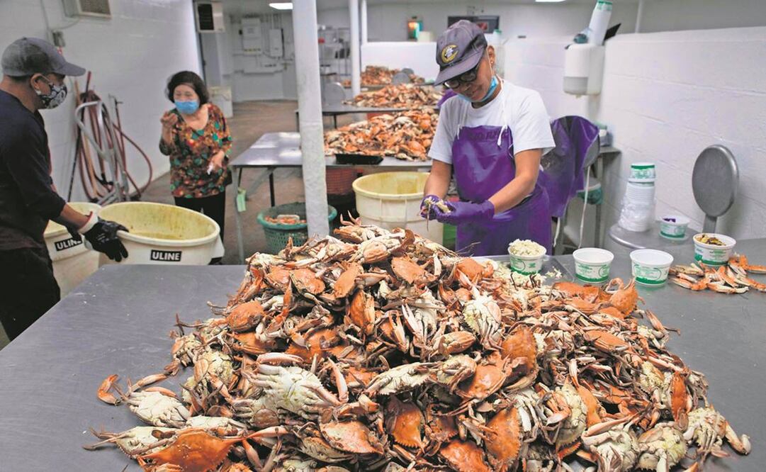 El Banco Mundial indica que casi un tercio de poblaciones de peces están sobreexplotadas. Foto: Archivo EL UNIVERSAL