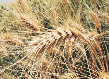 Sader y cerveceras acuerdan cultivo de cebada para garantizar la producción