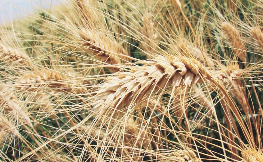 Foto: Archivo / EL UNIVERSAL