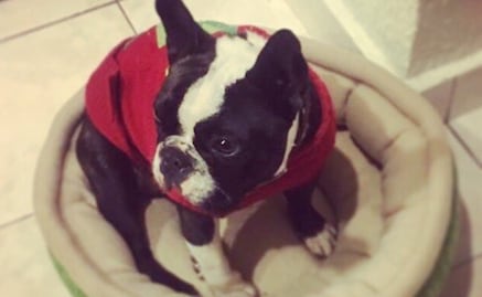 Petco atribuye muerte de mascota a un problema de salud