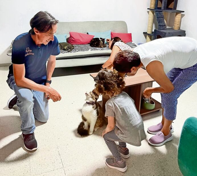 En Cafelino las personas pueden convivir con los gatitos que buscan una familia que los adopte. Foto: Patricia Morales / El Universal