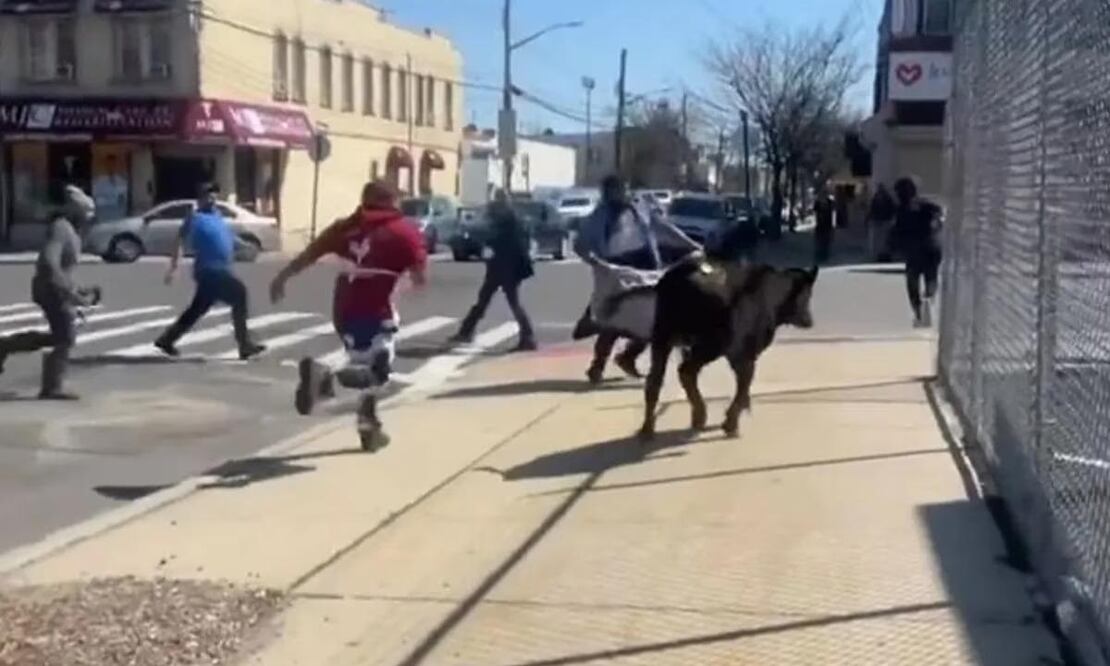 El animal fue capturado de entre los autos y volverá a su granja de origen, en Pennsylvania. Foto: Twitter