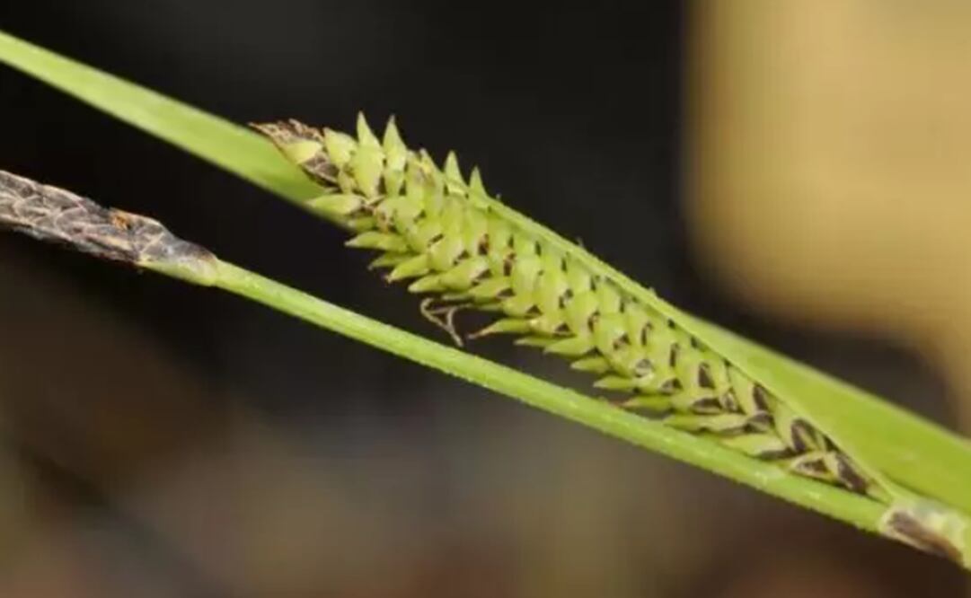 La obra del Don Quijote presta su nombre a la especie Carex quixotiana. Foto: EP/ Archivo EL UNIVERSAL.