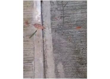 Captan fuga de agua entre banqueta en calles de Tlalpan