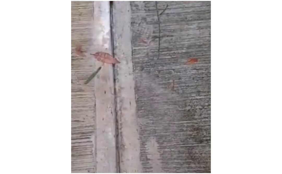 Foto: Tomada de video