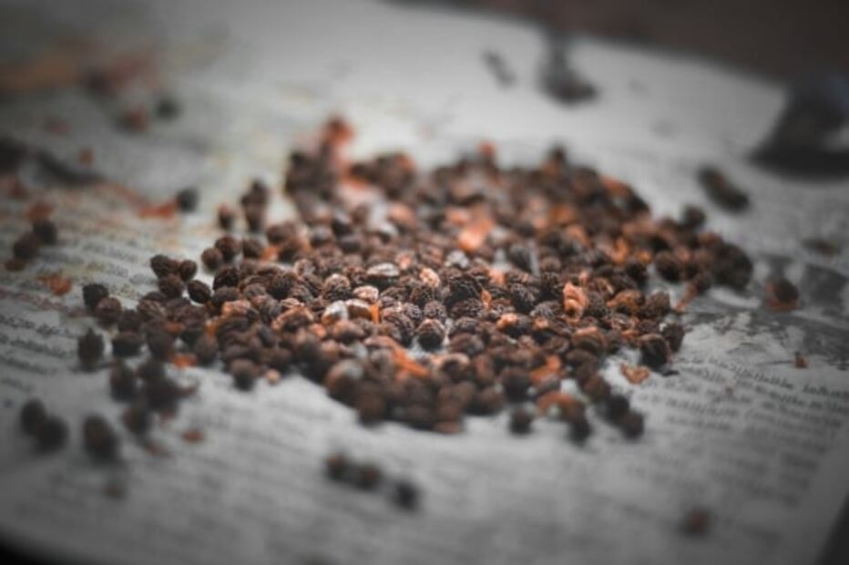 Semillas de papaya para hacer crecer el pelo