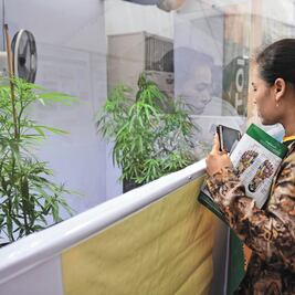 Inversionistas, listos para negocio de cannabis