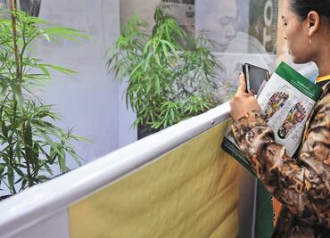 Inversionistas, listos para negocio de cannabis