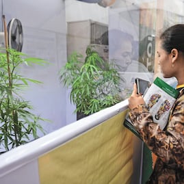 Inversionistas, listos para negocio de cannabis