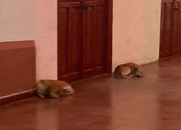 Desaparecen perros callejeros en Motul, Yucatán