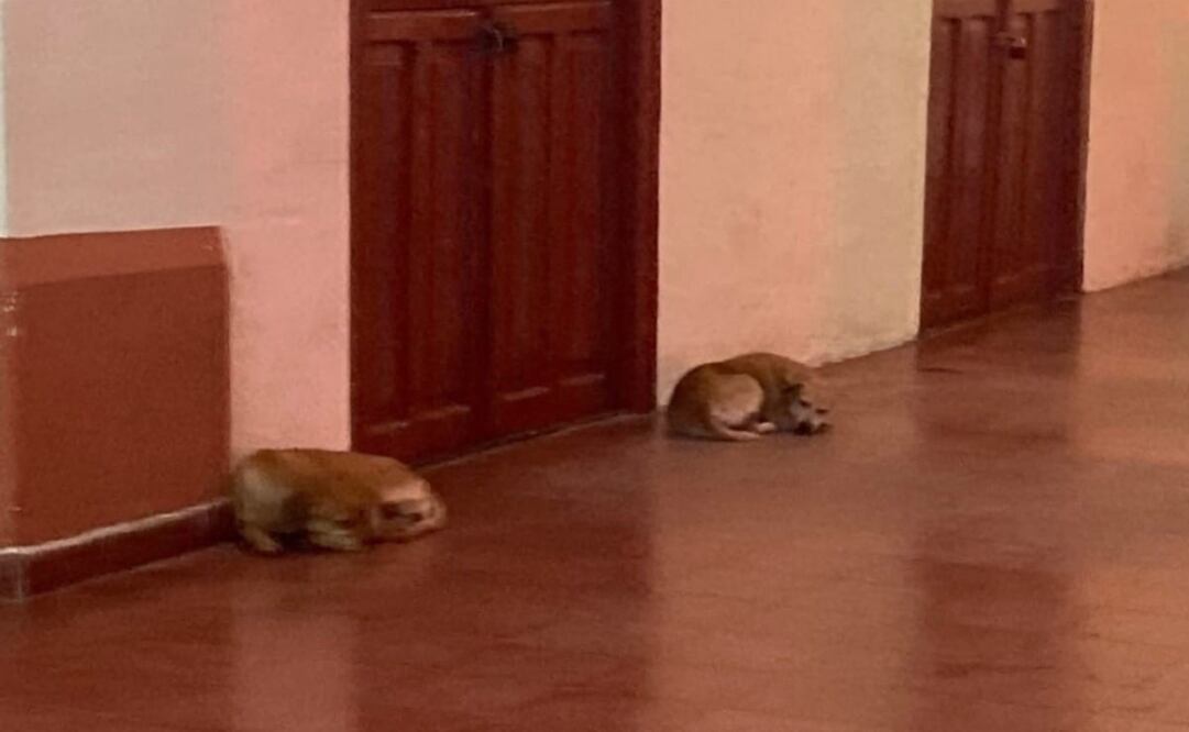 Desaparecen perros callejeros en Motul, Yucatán.
Foto: Especial.