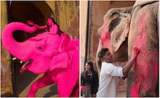 Muere “Chanchal”; el elefante que fue pintado de rosa para una sesión de fotos en la India