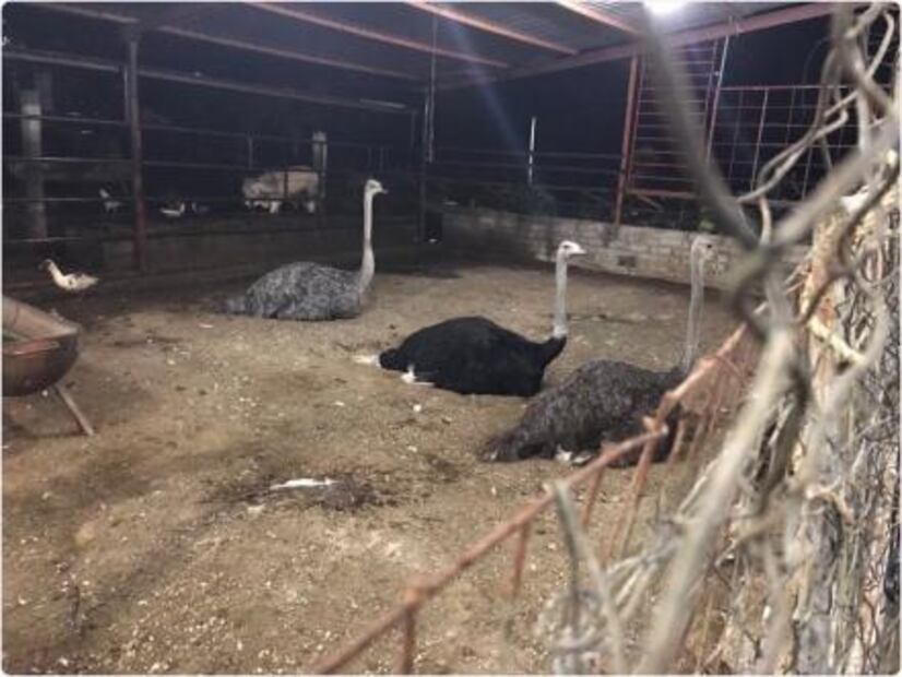 Aseguran caballos pura sangre en rancho de presunto líder de "Los Rojos" en Puebla