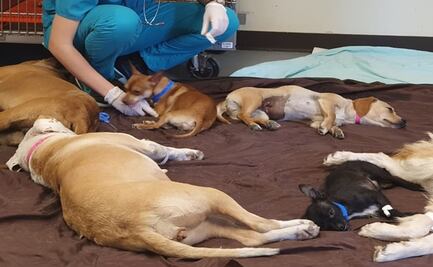 Fiscalía rescata y entrega a perrita que se había quedado sola en una casa asegurada en Chalco