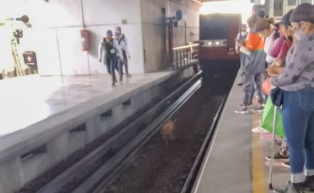 Rescatan a Teco, perrito localizado en talleres del Metro en Ciudad Azteca