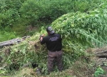 Destruyen seis mil plantas de marihuana en Chiapas