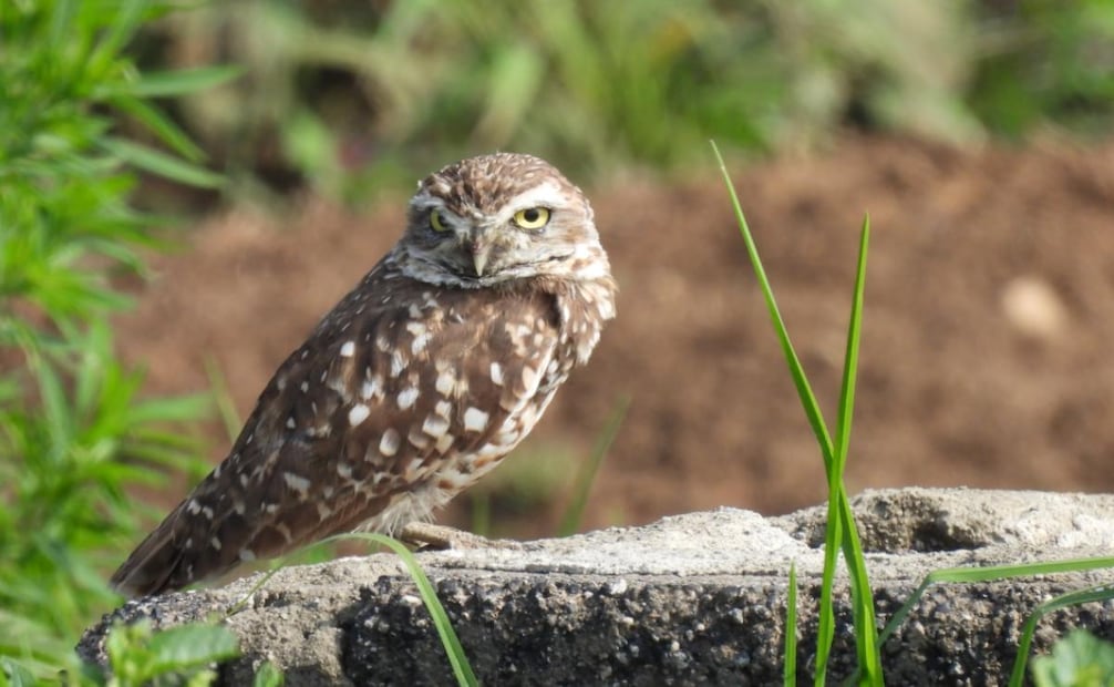 Tecolote llanero (Athene cunicularia) en el Lago de Texcoco. Foto: Conanp